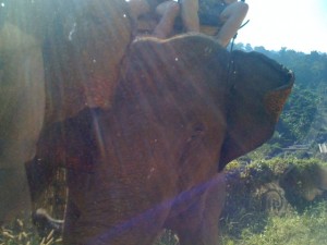 Seeing this elephant through the window of our taxi was as close to one as we got in Chiang Mai.
