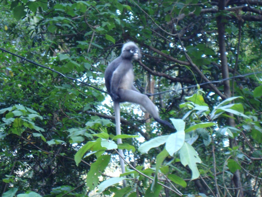 Monkey on a wire in Tonsai.